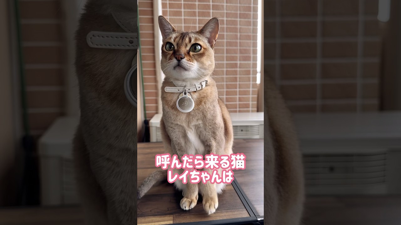 アビシニアンじゃなくてシンガプーラのレイちゃん #シンガプーラ #cat #shorts