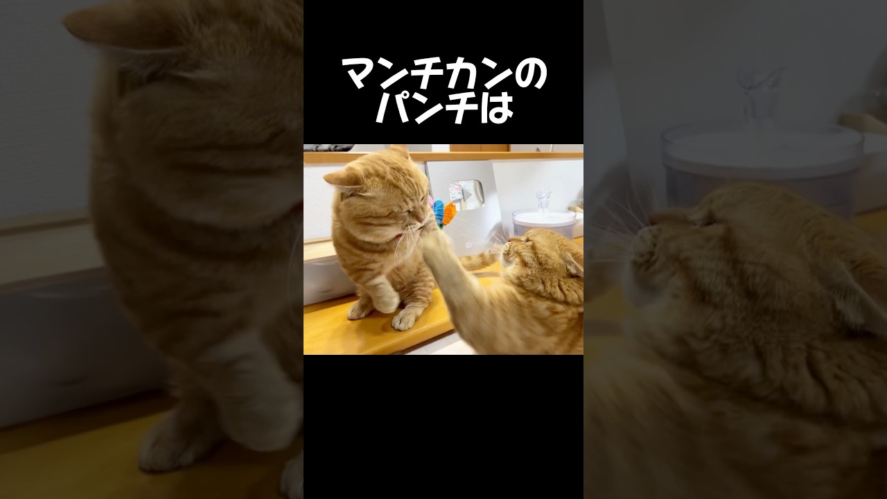 マンチカンのパンチは... #猫 #マンチカン #shorts
