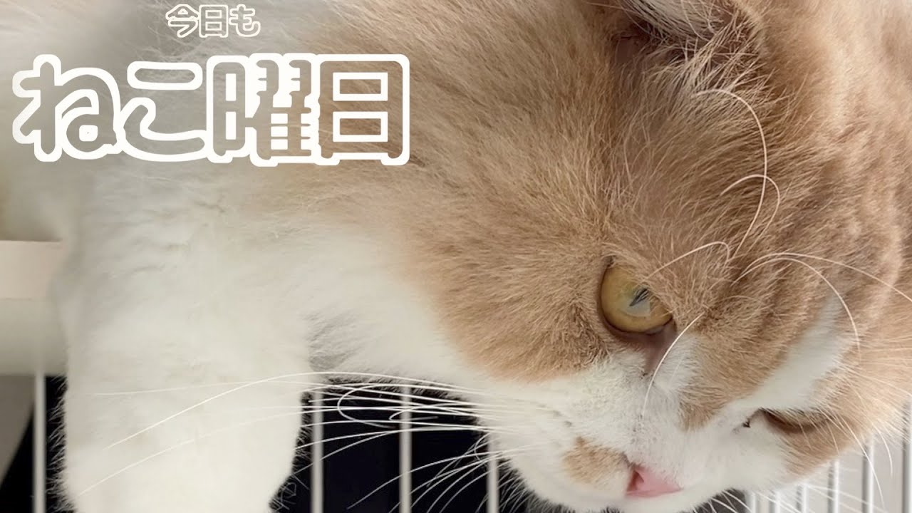 のんびりスコティッシュフォールドに意外なヤツが！