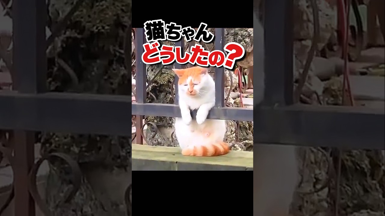 めちゃくちゃ落ち込んでる猫がいたんだがw #かわいい動物動画 #おもしろ動物動画 #ねこ