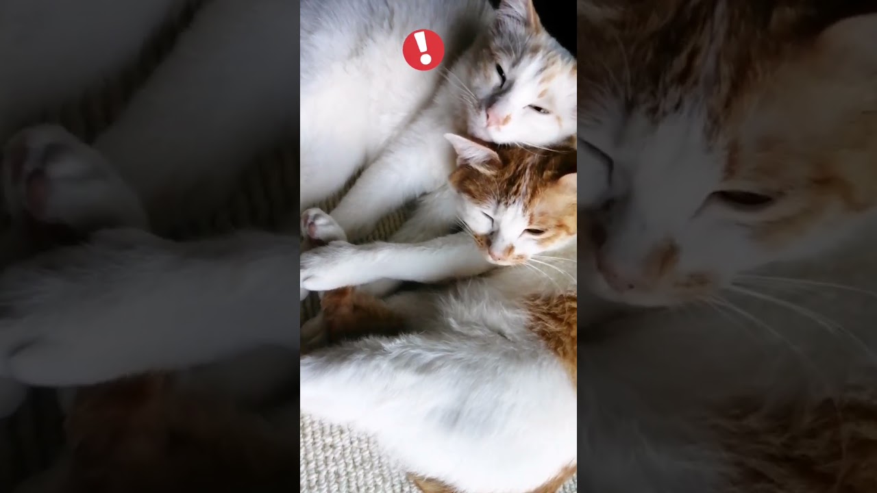 【ねこ動画】きなことボブテイルの子猫ゆきちゃん🐱 #shorts #ねこ動画 #子猫