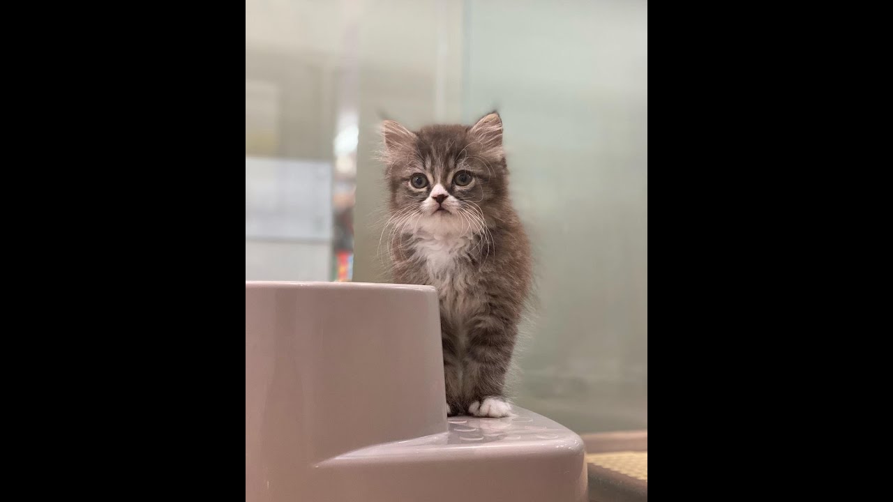 かわいい猫紹介 ラガマフィンの男の子【横浜ペットショップ ベルドック】#shorts #猫動画 #猫のいる暮らし