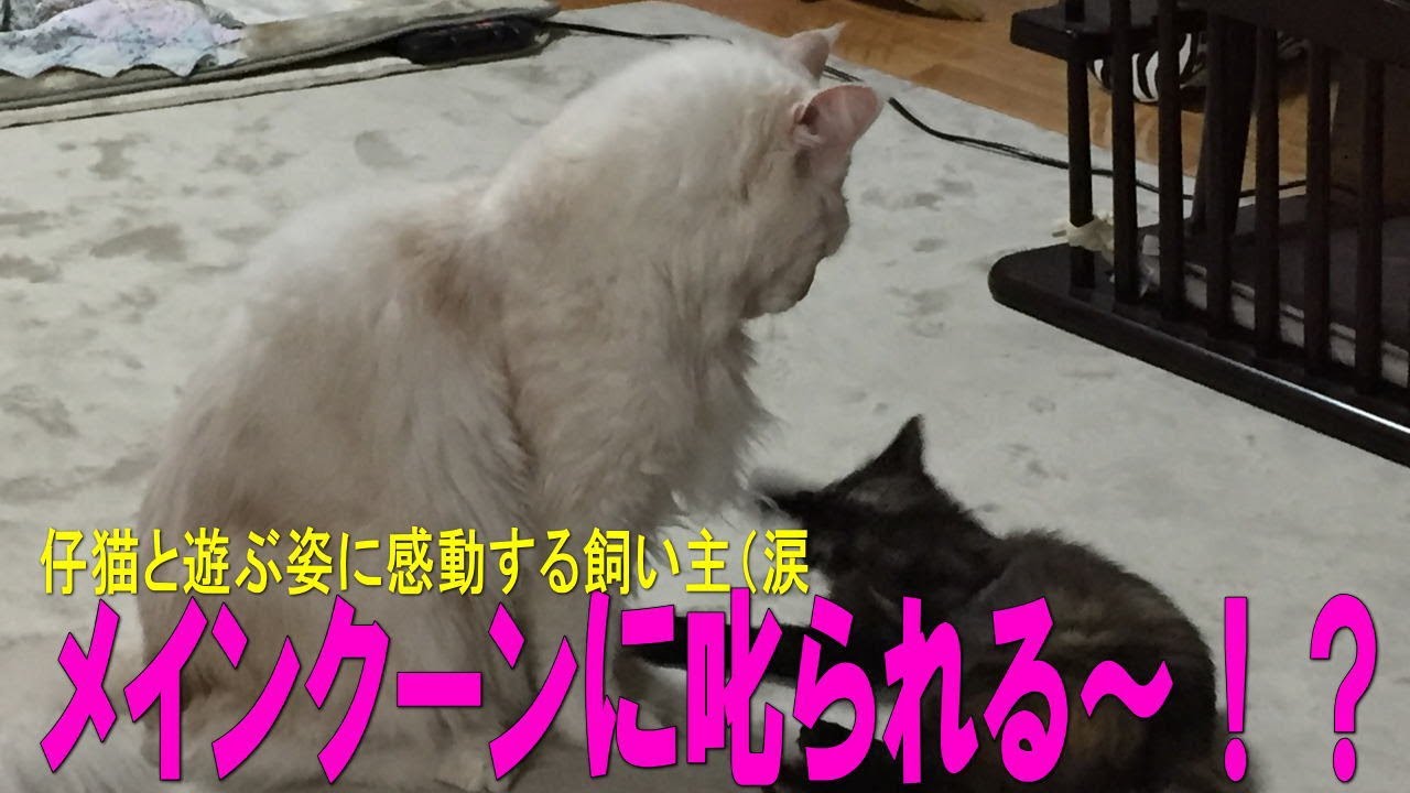 【メインクーン】メインクーンに叱られる保護猫が可愛すぎる。