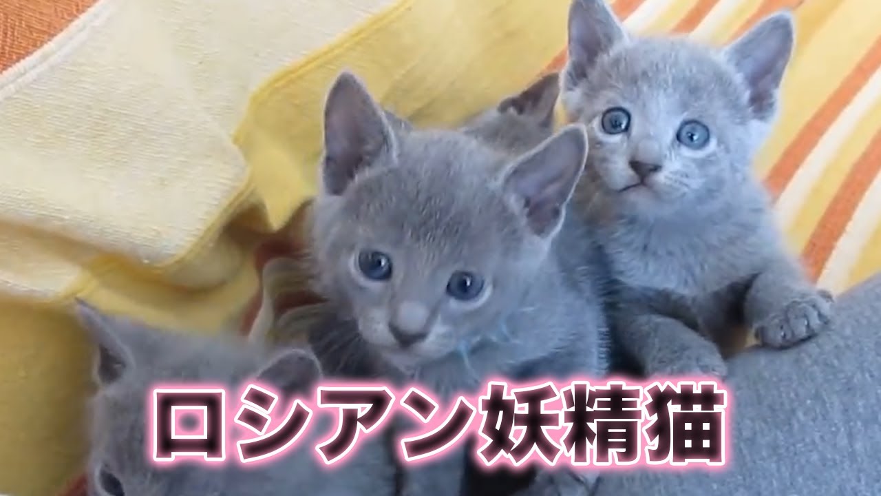 【猫】ロシアの妖精猫！！なつく猫種筆頭！ロシアンブルー！【灰色】