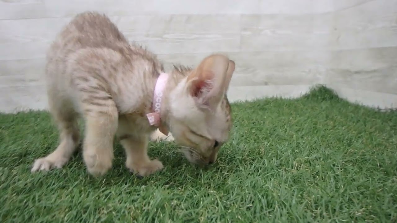 Coo&RIKU　No00682480 オシキャット