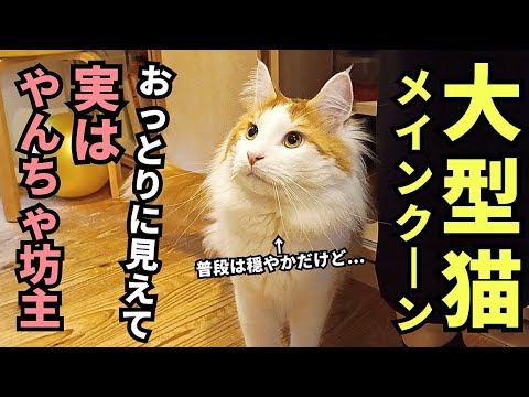 穏やかな猫って言われるけどやんちゃな時は激しい大型猫メインクーン