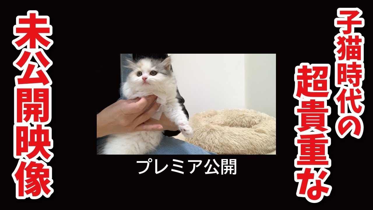 【超貴重プレミア公開】生後2ヶ月の時の未公開子猫映像発掘しました！【関西弁でしゃべる猫】【猫アテレコ】