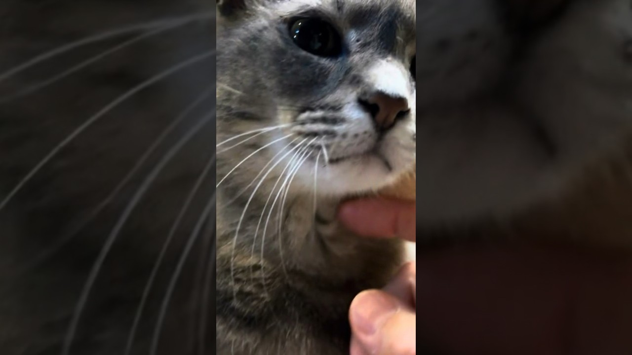 さっちゃん…  #cat #保護猫 ＃風の猫＃さっちゃん