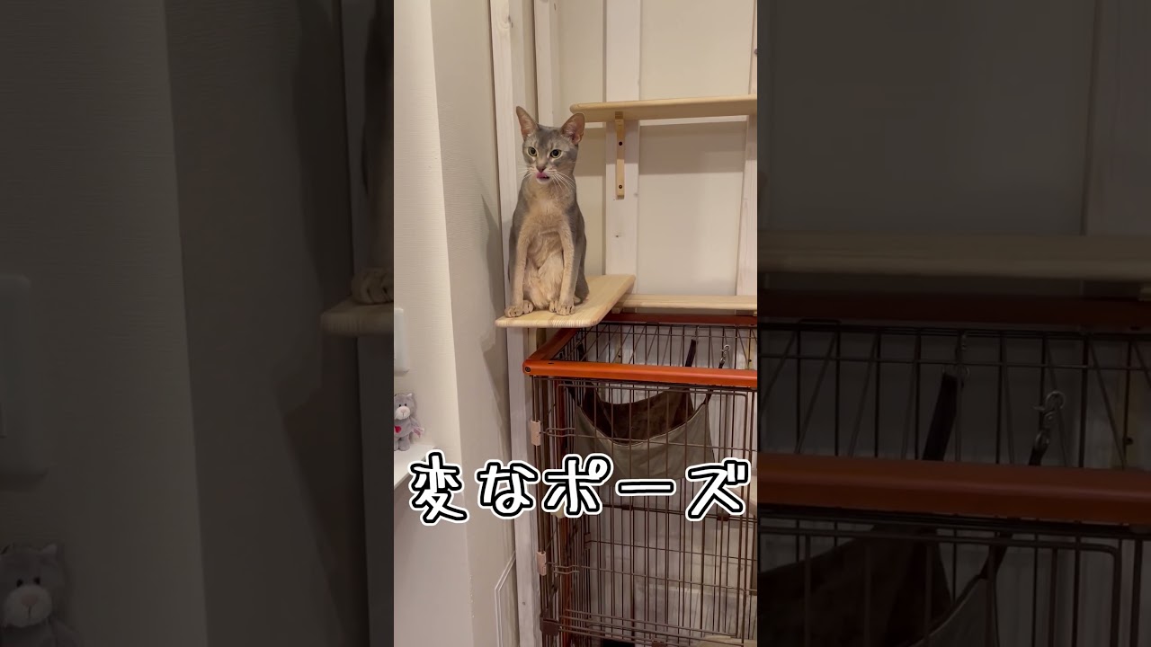 アビシニアンとは その6 #shorts #猫 #アビシニアン