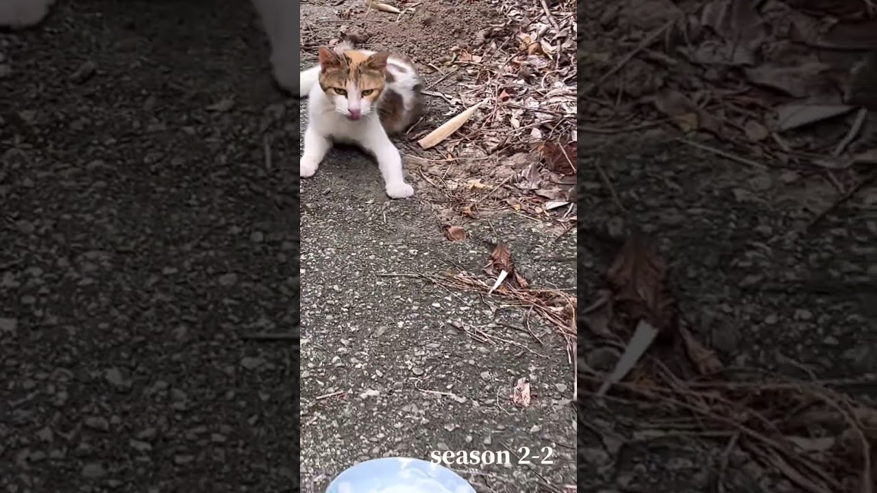 真夏の猛暑日。室外機からの水を飲んでいた野良猫さんに出会ったので水をあげてみました。#shorts#のらねこ #野良猫