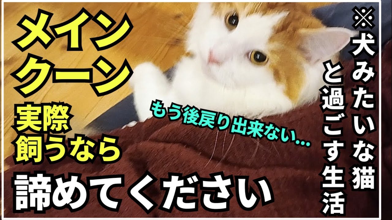 大型猫メインクーン飼うなら覚悟してほしい事5選