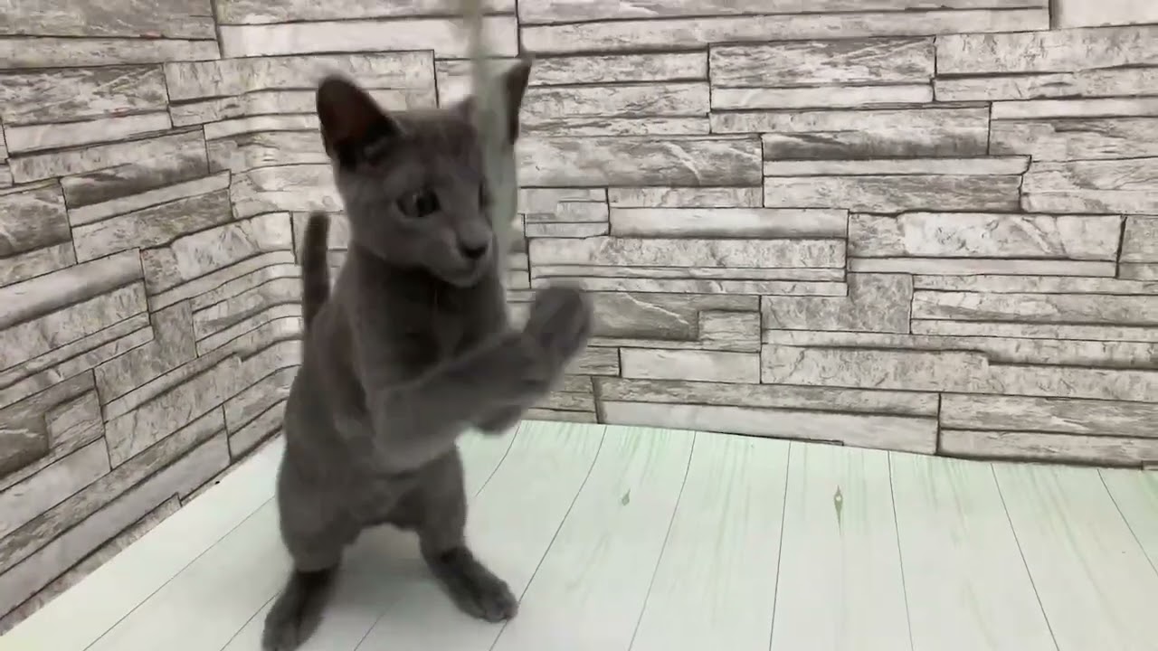 Coo&RIKU　No.674860　ロシアンブルー