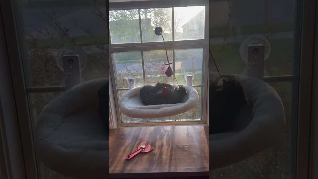 Funny Manx cat hanging bed #catlovers #cat #manxcat #catphotography #cute #manx #catsofinstagram