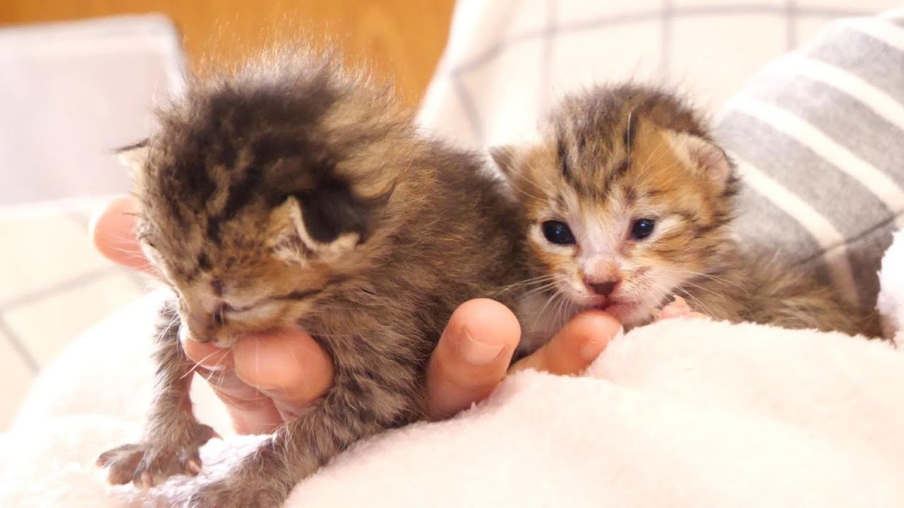 ママから離れたくない子猫たち【赤ちゃん猫　保護猫】