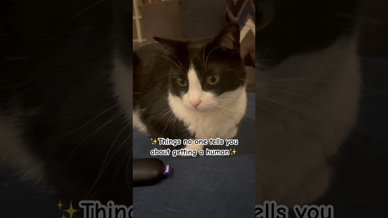 The things no one tell you… 🐱❤️ #cat #fyp #viral