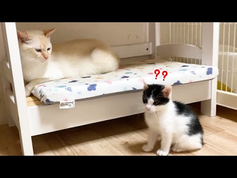 我が子のように可愛がっていた子猫への反応の変化