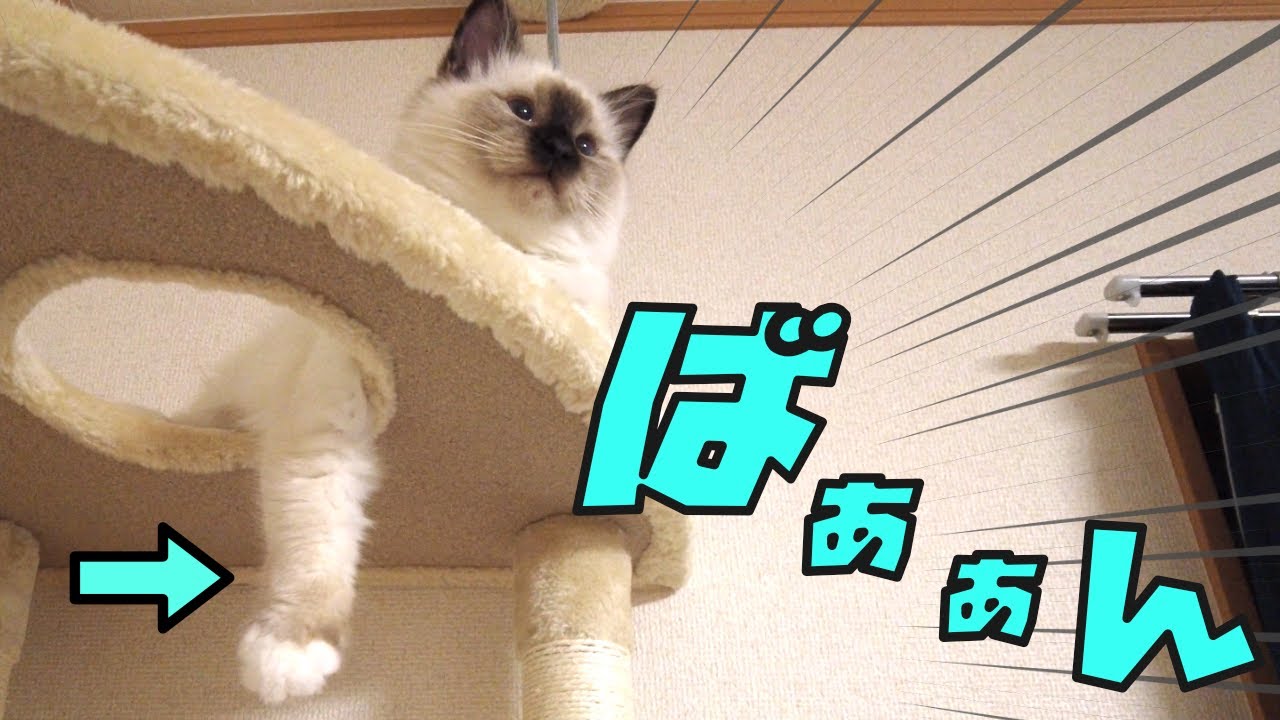 この手に近づくと子猫から思わぬ反応が！【バーマン】