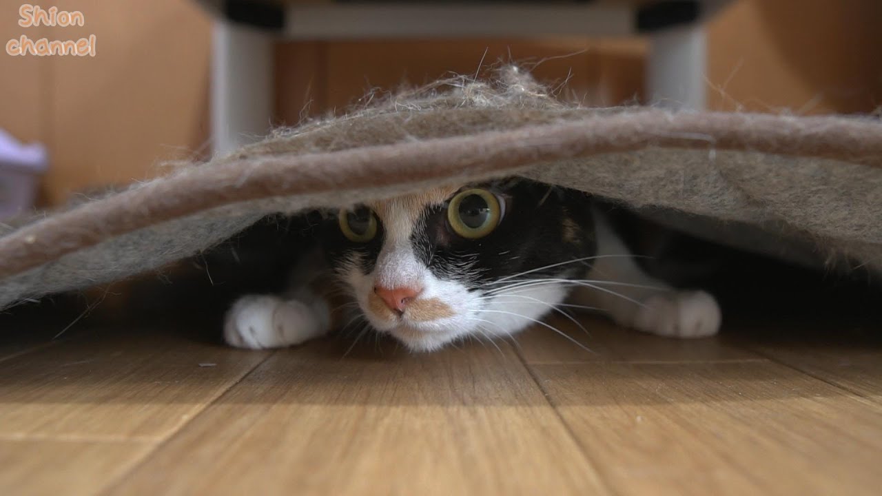 後輩猫に「シャー」されていじけてしまった猫