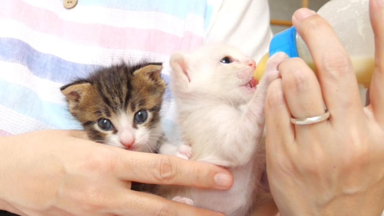 ミルクを飲んでる子猫の邪魔をしちゃういたずら坊主がいます【赤ちゃん猫　保護猫】