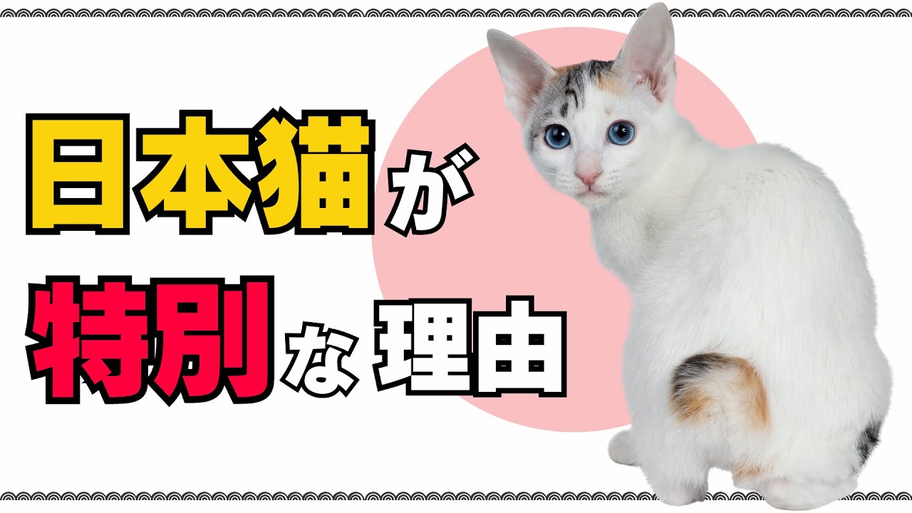 日本猫が特別な理由