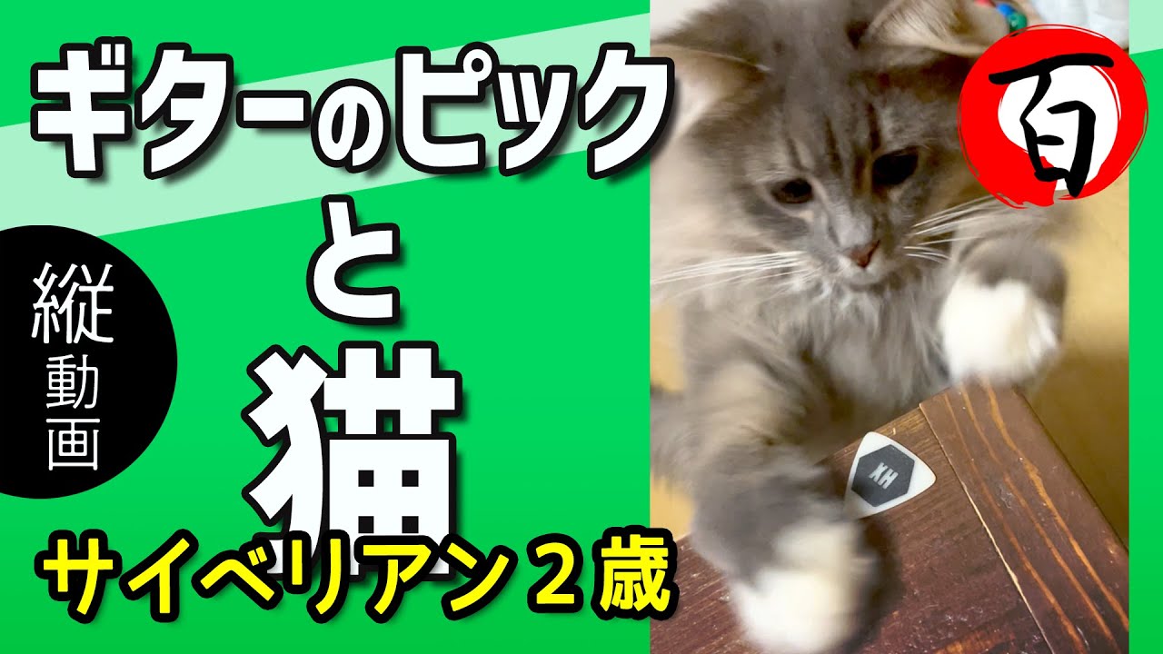 サイベリアン2歳【ギターのピックと猫】 #サイベリアン