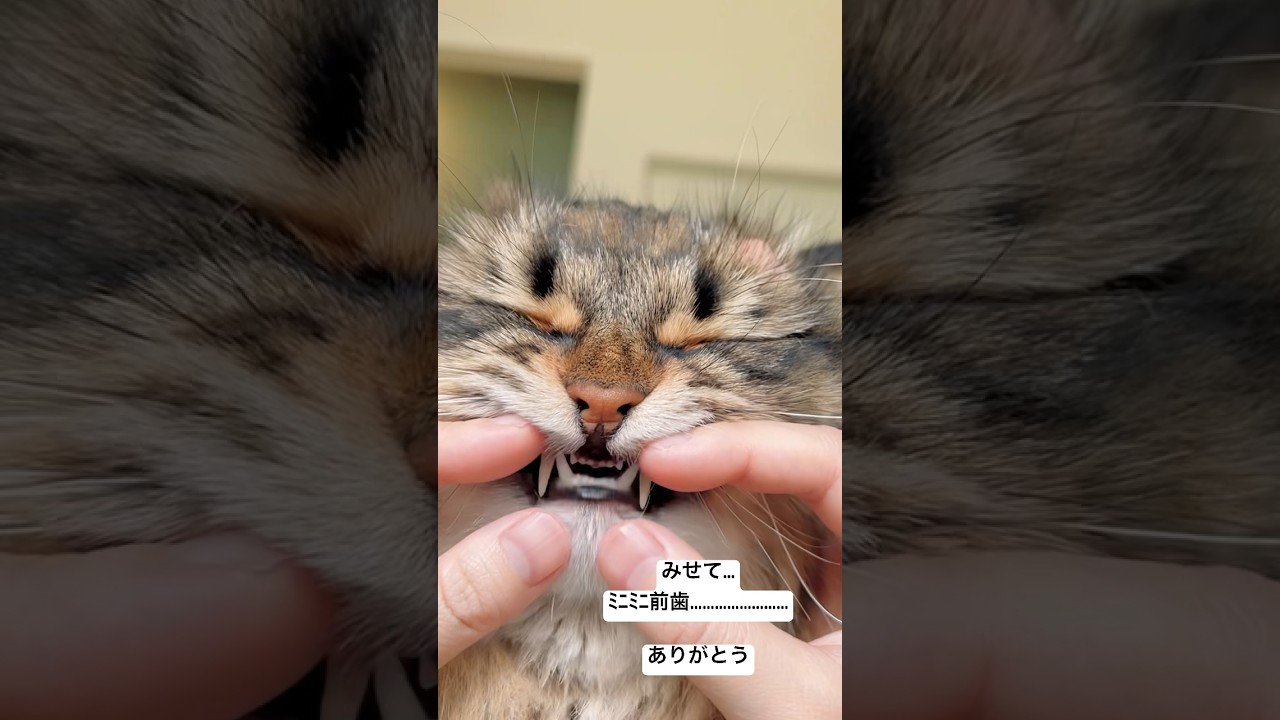 かわいいかわいいﾐﾆﾐﾆ前歯補給　#猫 #サイベリアン #前歯