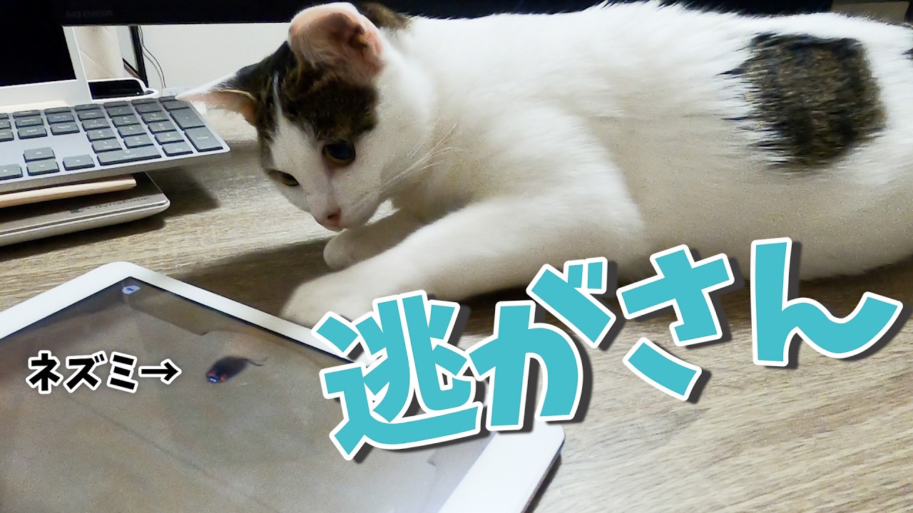ねずみハンターと化した猫が可愛い