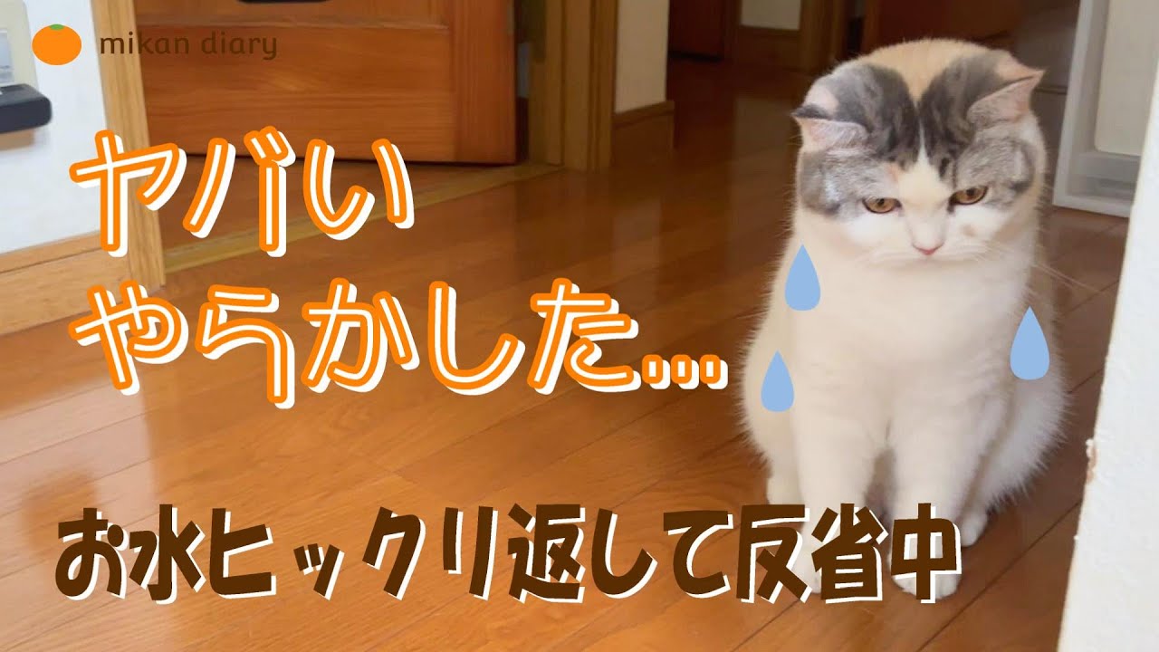 【スコティッシュフォールド】お水ひっくり返して反省する猫　オーカッツヘルスウォーターボウル買ってみた