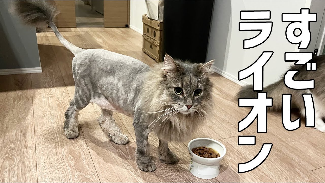 サマーカットされたノルウェージャンフォレストキャット