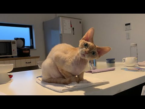 デボンレックス兄が晩ご飯の催促をしています(Devon Rex cat urging me to give him dinner)