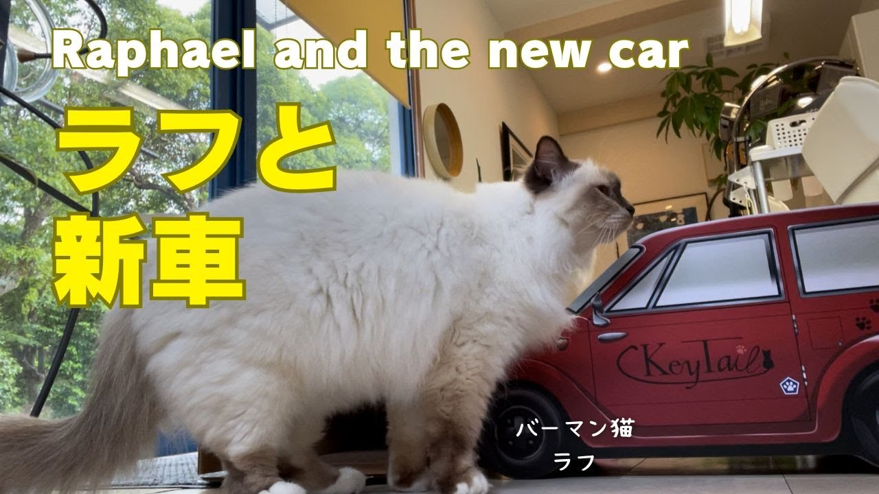 バーマン猫ラフ【ラフと新車】Raphael and the new car（バーマン猫）Birman/Cat