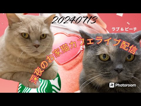 深夜のお家猫カフェライブ配信　１０３