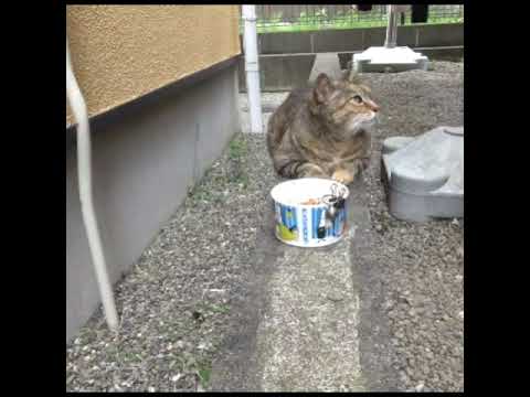 【Stroke】３#shorts