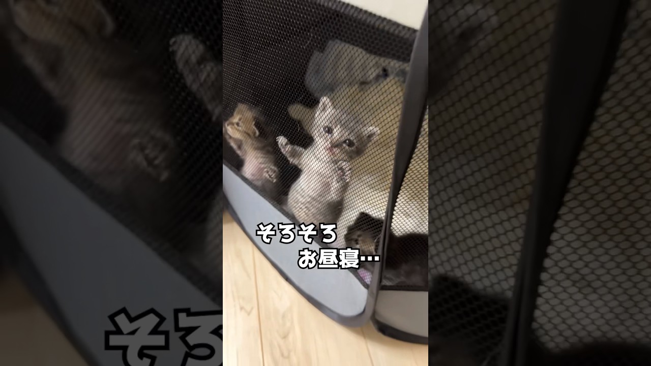 体力が有り余る子猫