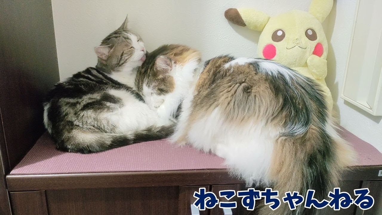 オス同士だけどラブラブしてます♪　スコティッシュフォールド「ふく」メインクーン「まる」　ねこずちゃんねる813 #猫 #ねこ #cat  #スコティッシュフォールド