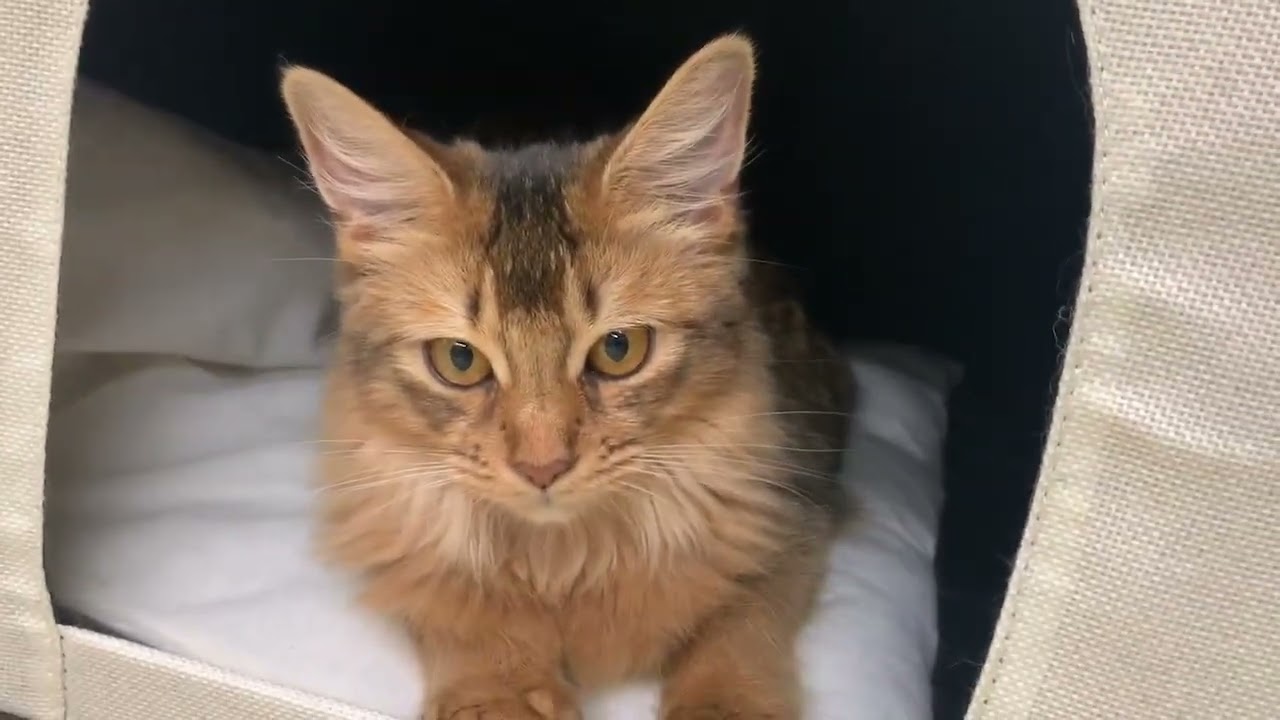 Coo&RIKU　No.667575　ソマリ