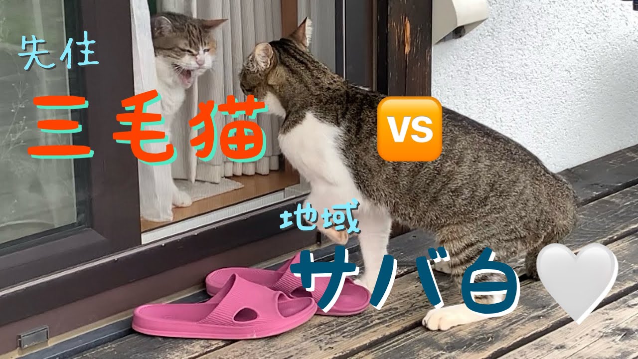 【地域猫④】通い猫になりました。《本当はうちの子になりたいニャ〜❣️》