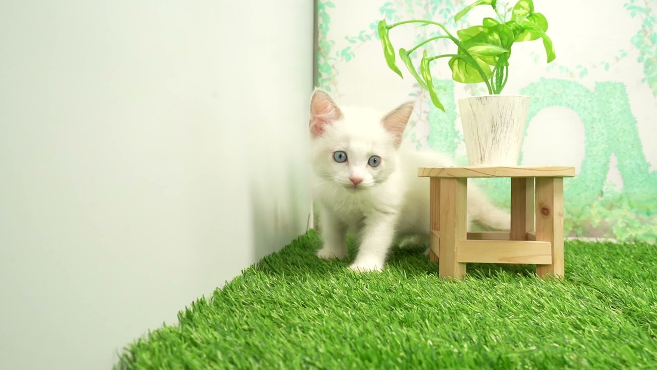 Coo&RIKU　No00683023 ラグドール