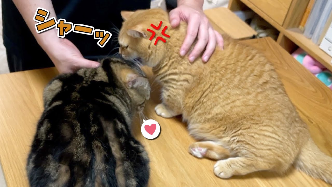 病院帰りの弟猫を甘やかしてたら調子に乗っちゃいました！笑