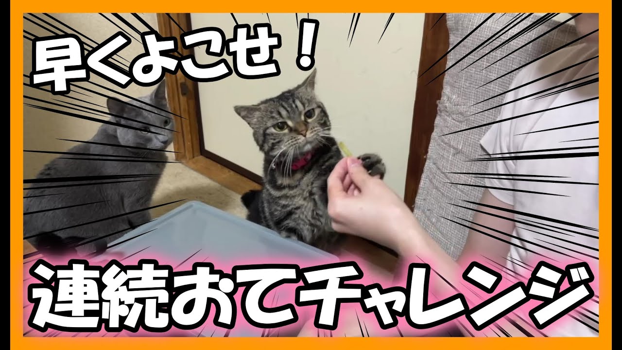 おやつの時間なロシアンブルーとキジトラ猫が可愛すぎる笑