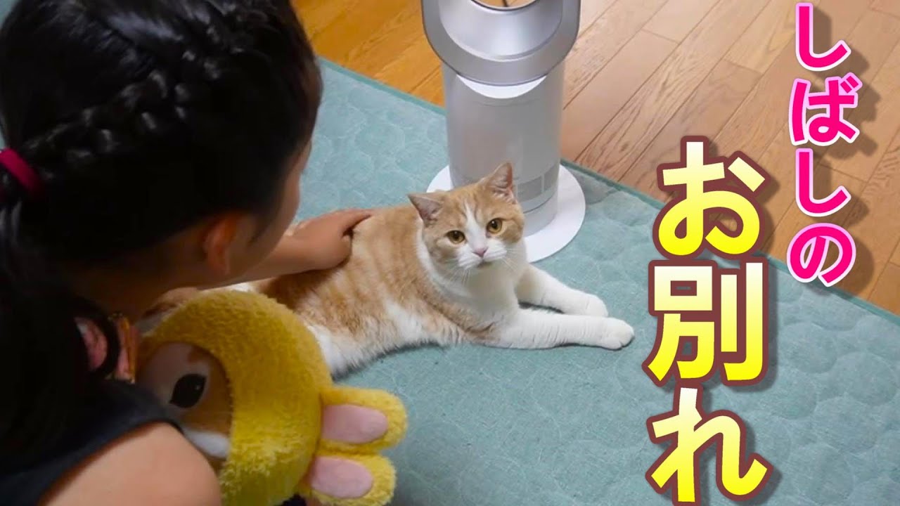 大好きな次女としばらくお別れです【スコティッシュフォールド】【アビシニアン】