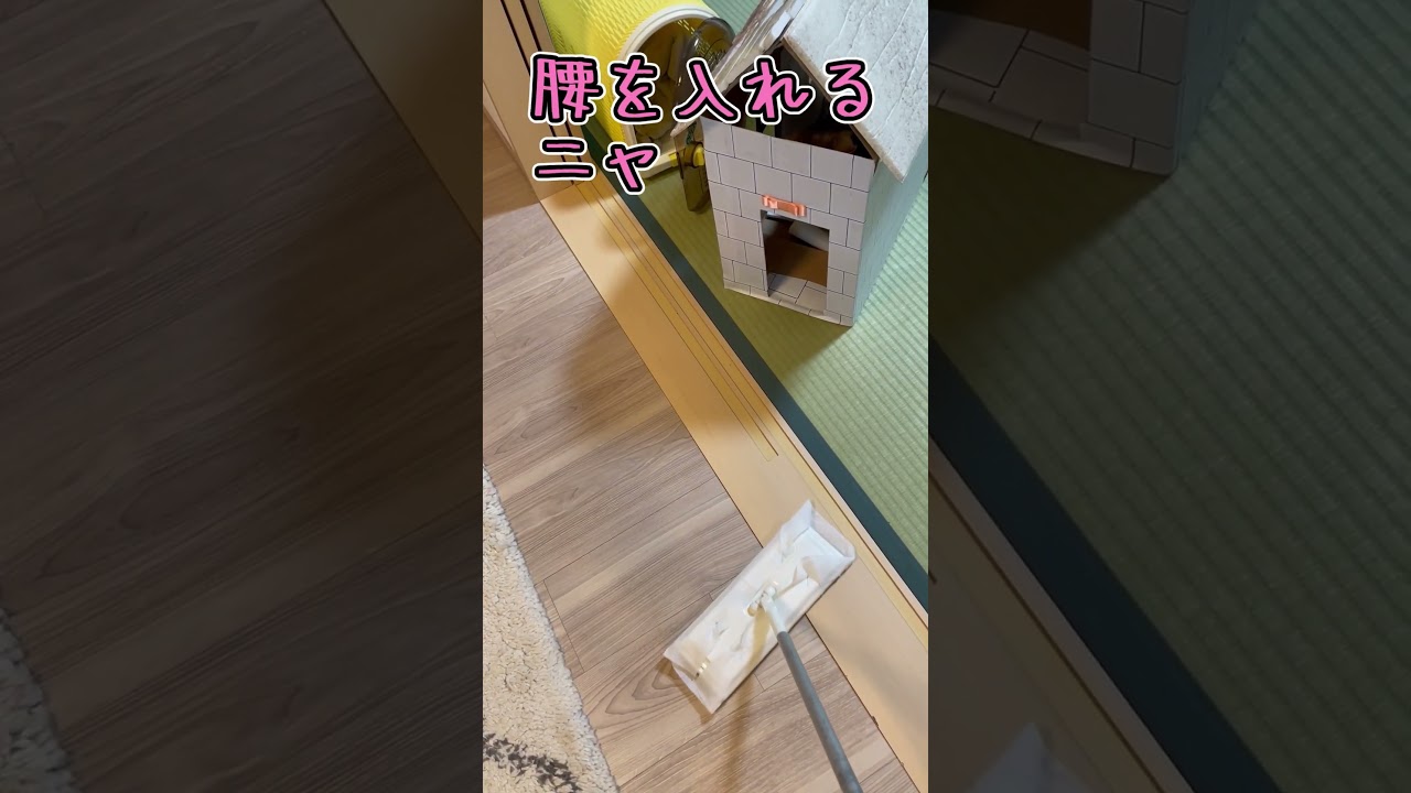 うちの猫さんは破壊王 #shorts #猫 #アビシニアン