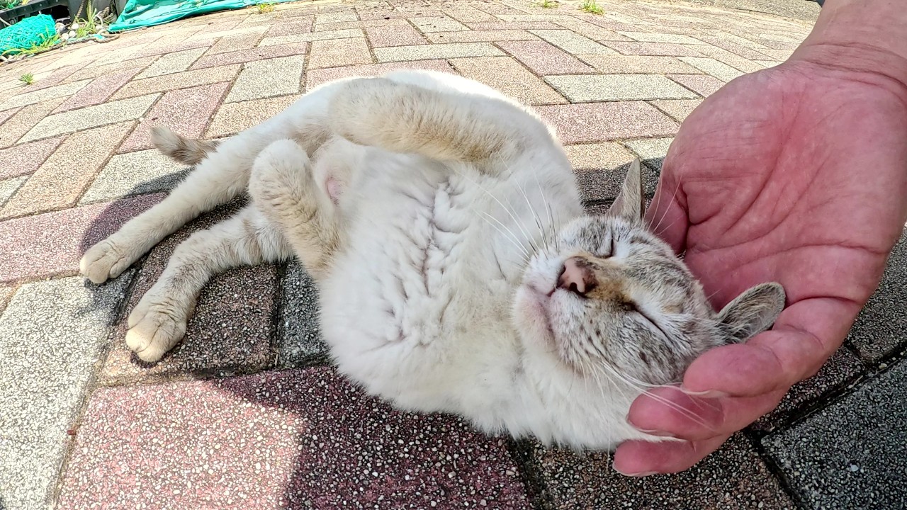 小柄なシャム猫が足元でクネクネしながら甘えてきた