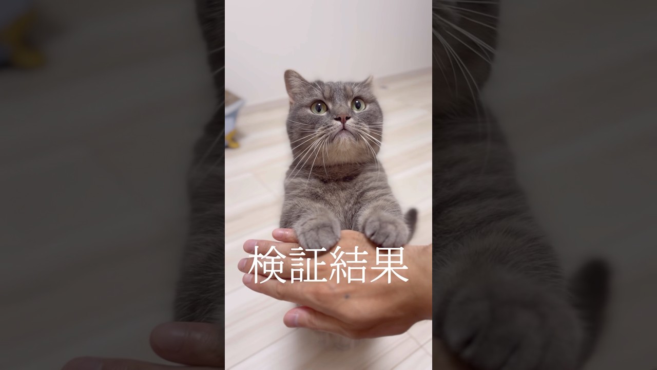 猫のいないいないばぁで赤ちゃんが笑う説...#shorts #猫 #マンチカン