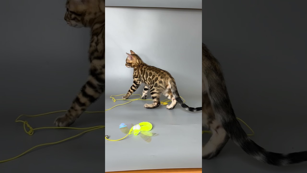 Bart Brown Spotted Tabby Bengal Male Kitten Available Now | Purebred Kitties
