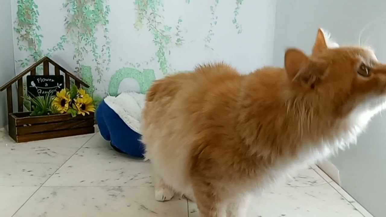 682970 サイベリアン