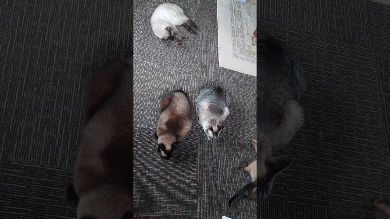 シャム猫さんたち《くるくるランちゃん》