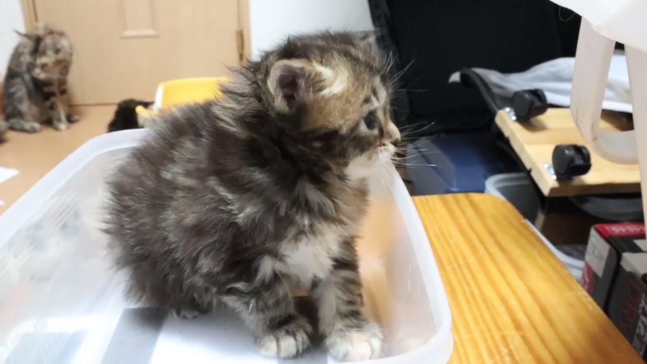 間もなく生後1ヶ月メインクーン子猫ちやはちゃん