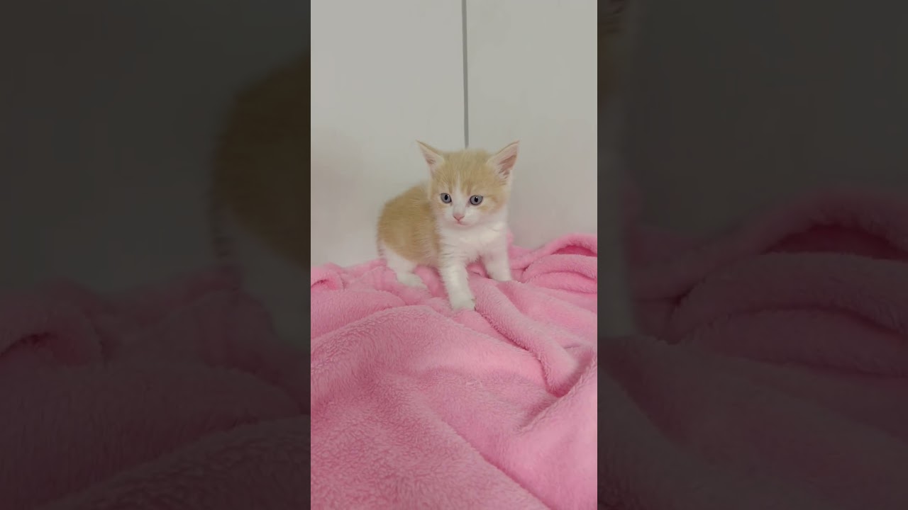 長足マンチカン女の子🩷 【お問合せ詳細は説明欄に記載あります】 #スクーカム #ブリーダー直販 #マンチカン #ミヌエット #ラパーマ #子猫 #子猫販売 #猫 #猫のいる暮らし #猫動画