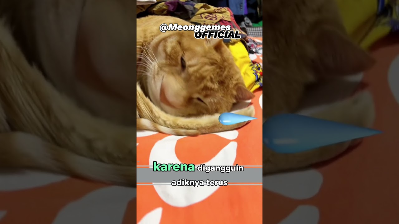 tiga saudara hobi tidur